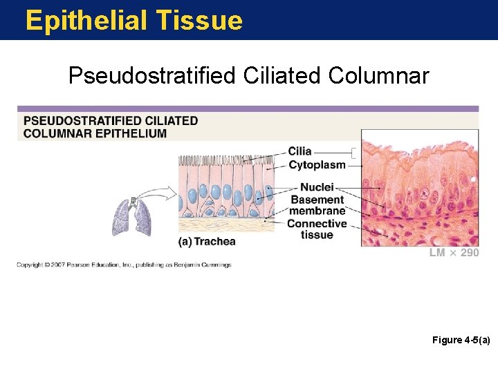 Epithelial Tissue Pseudostratified Ciliated Columnar Figure 4 -5(a) 