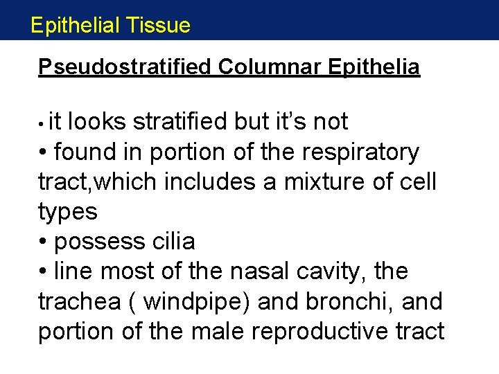 Epithelial Tissue Pseudostratified Columnar Epithelia • it looks stratified but it’s not • found