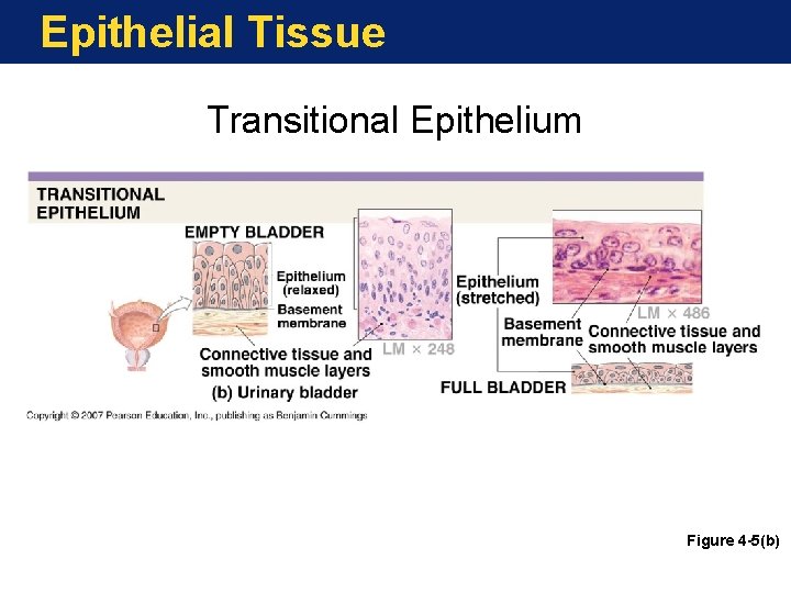 Epithelial Tissue Transitional Epithelium Figure 4 -5(b) 