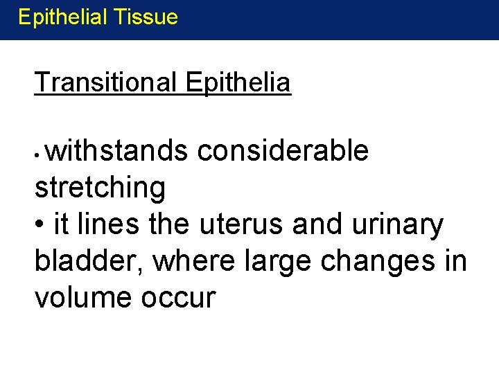 Epithelial Tissue Transitional Epithelia withstands considerable stretching • it lines the uterus and urinary