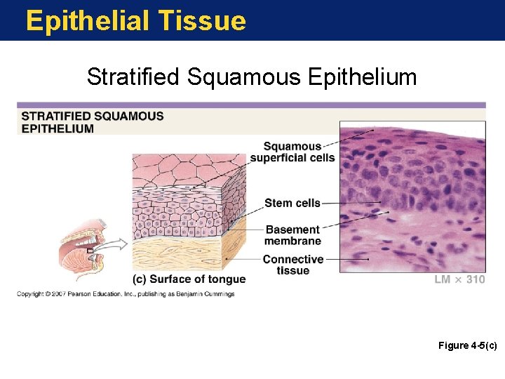 Epithelial Tissue Stratified Squamous Epithelium Figure 4 -5(c) 