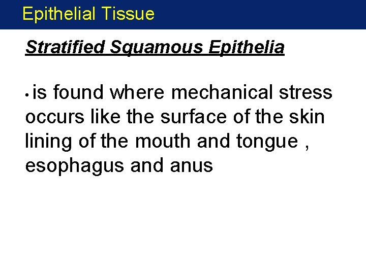 Epithelial Tissue Stratified Squamous Epithelia is found where mechanical stress occurs like the surface
