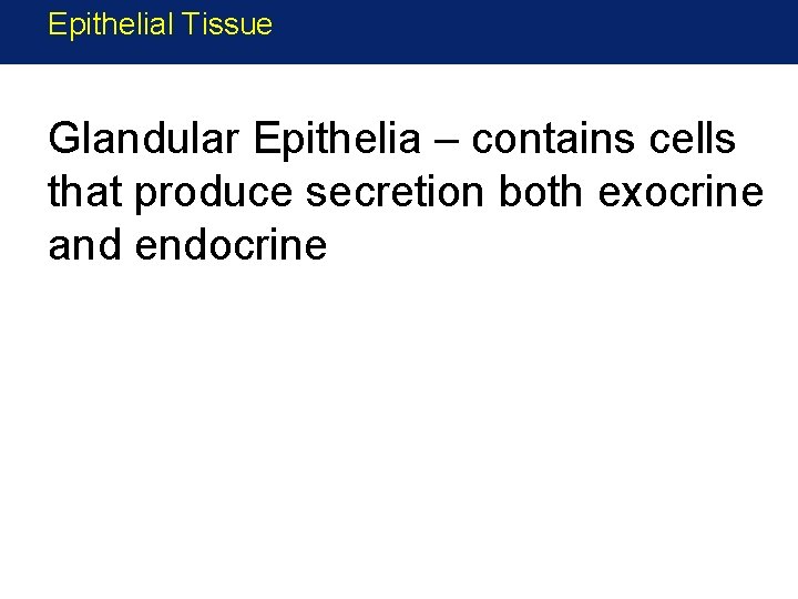 Epithelial Tissue Glandular Epithelia – contains cells that produce secretion both exocrine and endocrine