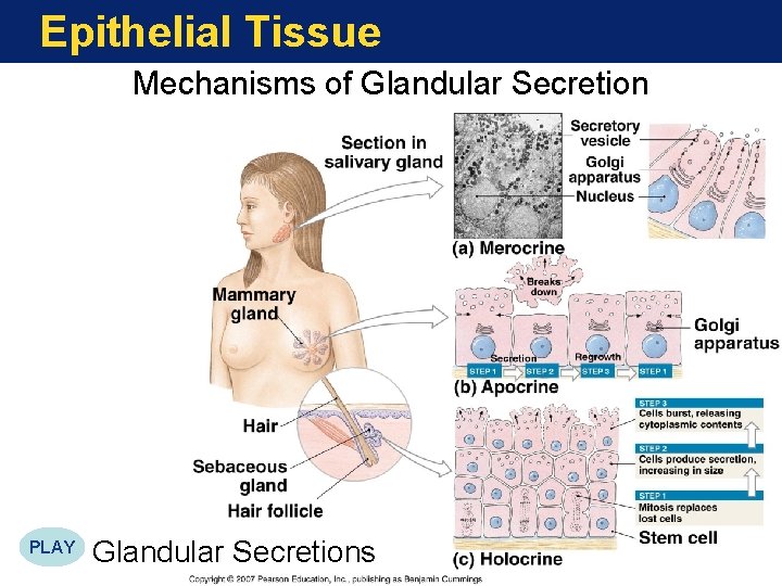 Epithelial Tissue Mechanisms of Glandular Secretion PLAY Glandular Secretions Figure 4 -6 