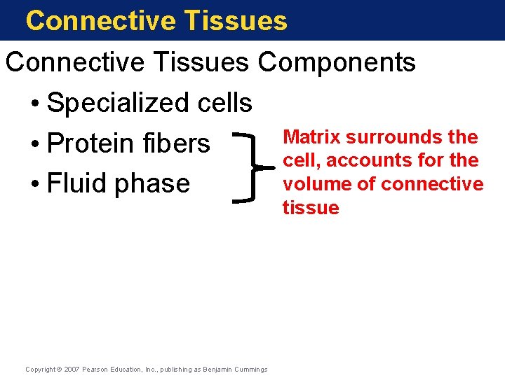 Connective Tissues Components • Specialized cells Matrix surrounds the • Protein fibers cell, accounts