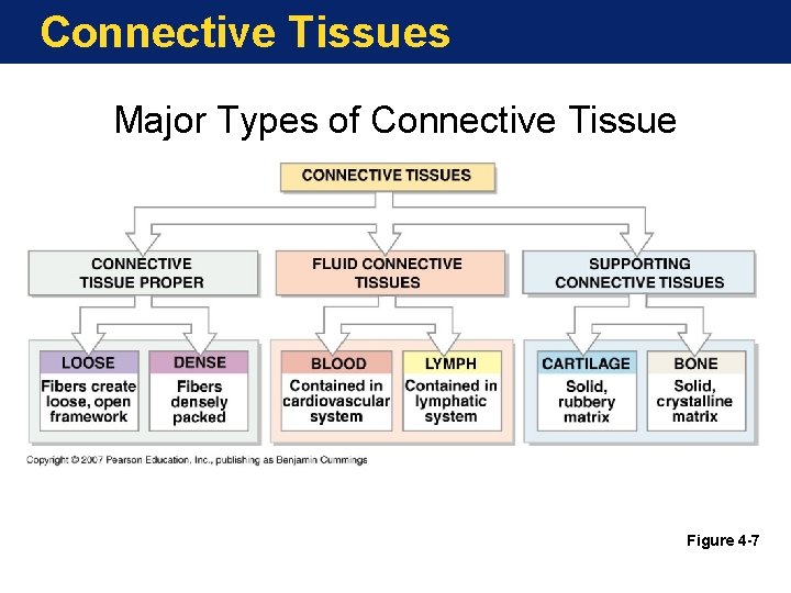 Connective Tissues Major Types of Connective Tissue Figure 4 -7 