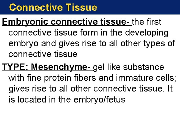 Connective Tissue Embryonic connective tissue- the first connective tissue form in the developing embryo