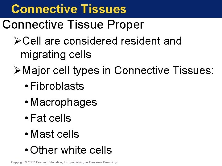 Connective Tissues Connective Tissue Proper ØCell are considered resident and migrating cells ØMajor cell