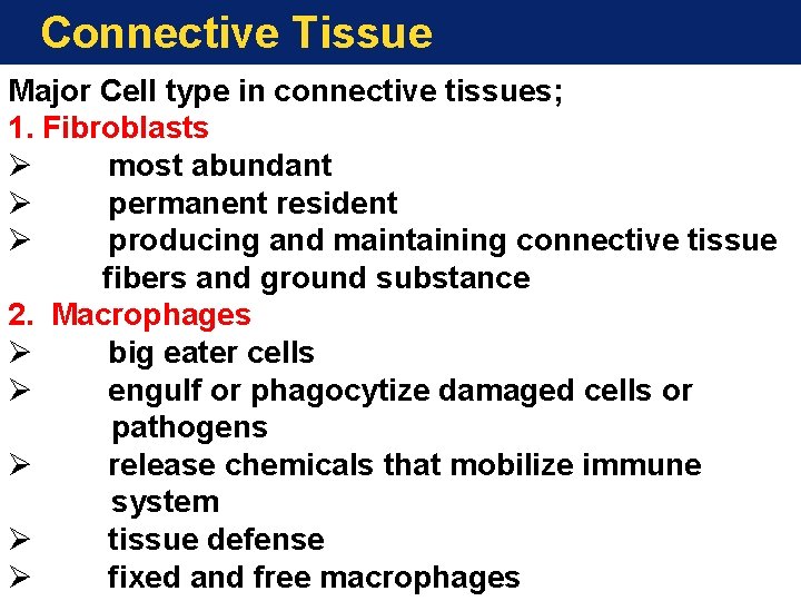 Connective Tissue Major Cell type in connective tissues; 1. Fibroblasts Ø most abundant Ø