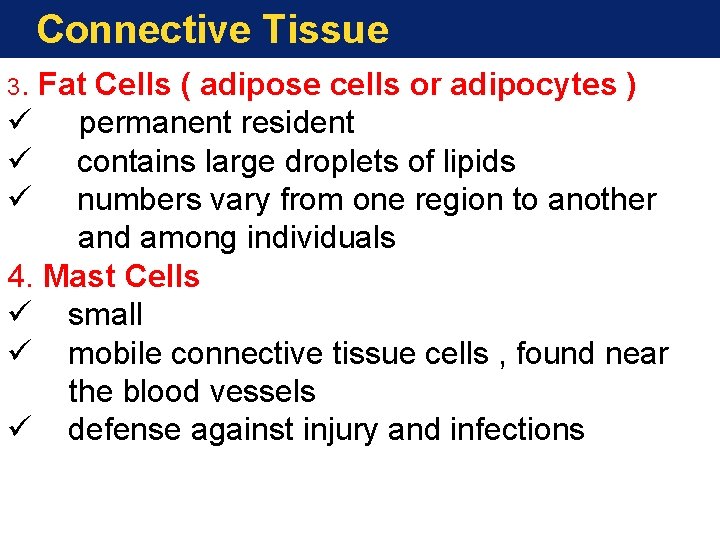 Connective Tissue 3. Fat Cells ( adipose cells or adipocytes ) ü permanent resident