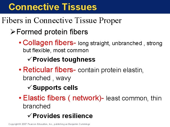 Connective Tissues Fibers in Connective Tissue Proper ØFormed protein fibers • Collagen fibers- long