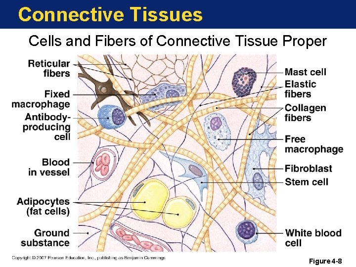 Connective Tissues Cells and Fibers of Connective Tissue Proper Figure 4 -8 