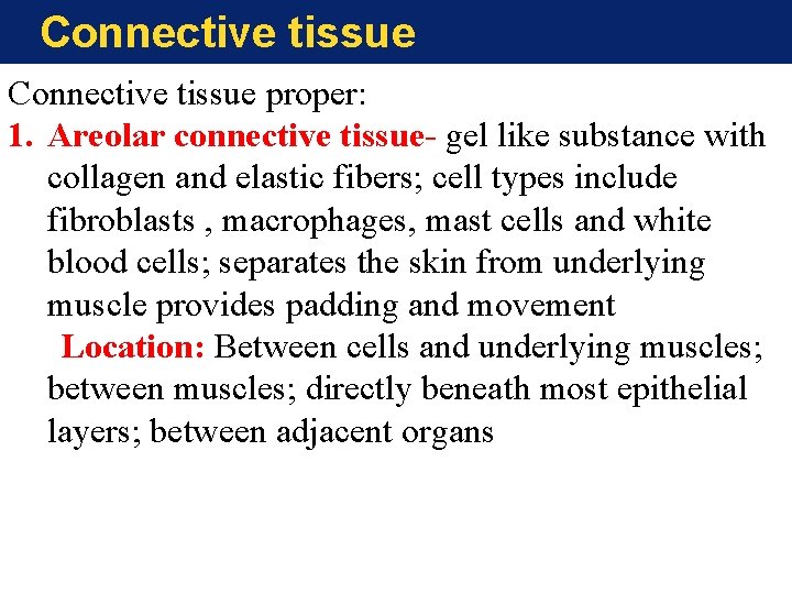 Connective tissue proper: 1. Areolar connective tissue- gel like substance with collagen and elastic