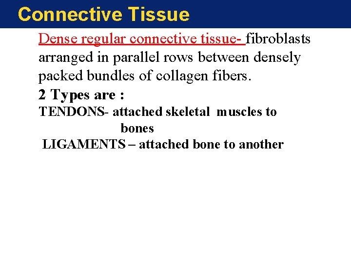 Connective Tissue Dense regular connective tissue- fibroblasts arranged in parallel rows between densely packed