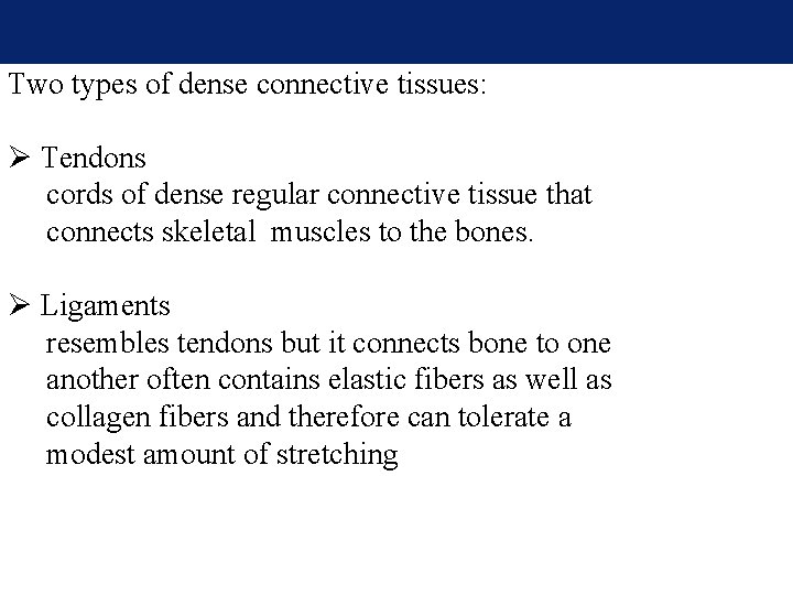 Two types of dense connective tissues: Ø Tendons cords of dense regular connective tissue