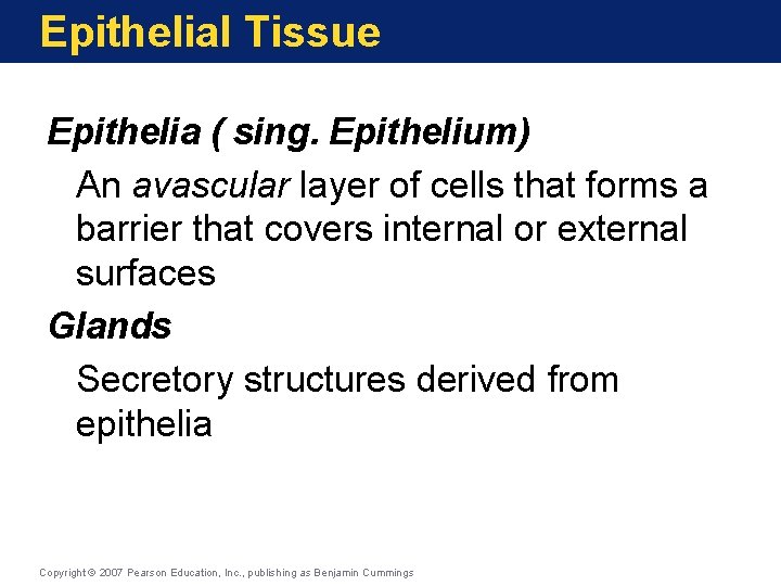 Epithelial Tissue Epithelia ( sing. Epithelium) An avascular layer of cells that forms a