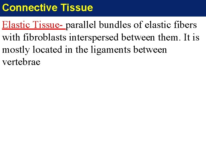 Connective Tissue Elastic Tissue- parallel bundles of elastic fibers with fibroblasts interspersed between them.