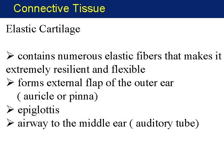 Connective Tissue Elastic Cartilage Ø contains numerous elastic fibers that makes it extremely resilient