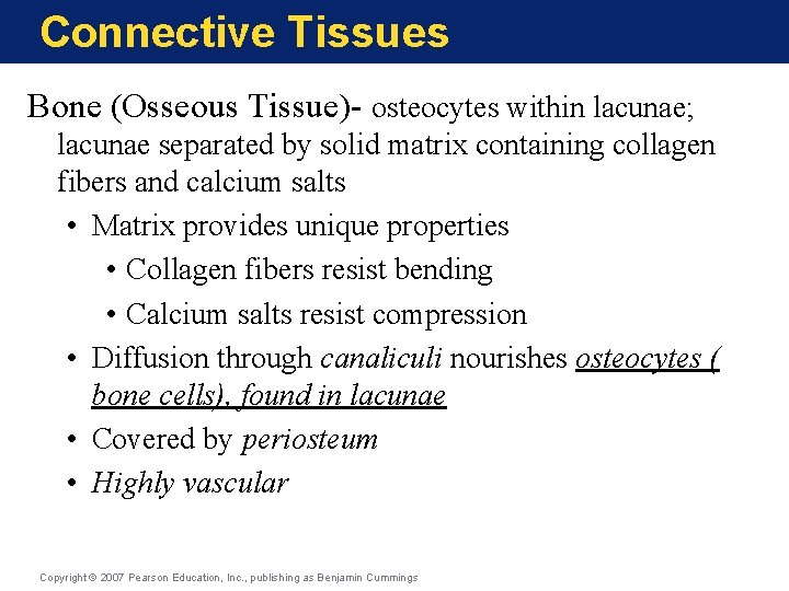 Connective Tissues Bone (Osseous Tissue)- osteocytes within lacunae; lacunae separated by solid matrix containing