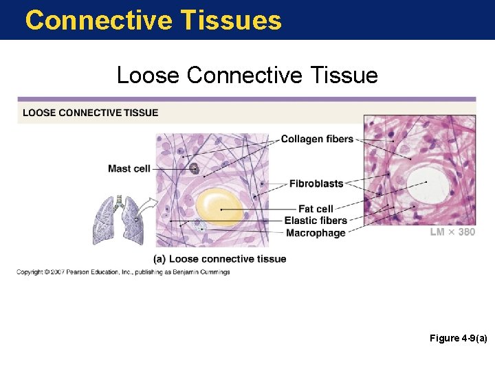 Connective Tissues Loose Connective Tissue Figure 4 -9(a) 