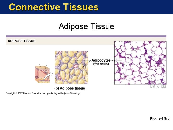 Connective Tissues Adipose Tissue Figure 4 -9(b) 