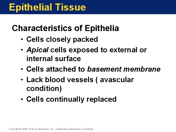 Epithelial Tissue Characteristics of Epithelia • Cells closely packed • Apical cells exposed to