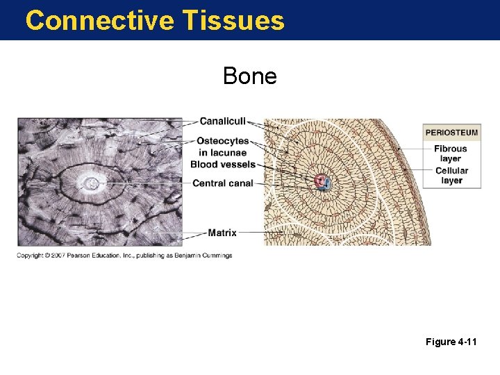 Connective Tissues Bone Figure 4 -11 