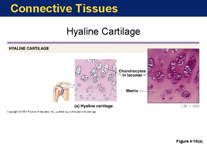 Connective Tissues Hyaline Cartilage Figure 4 -10(a) 