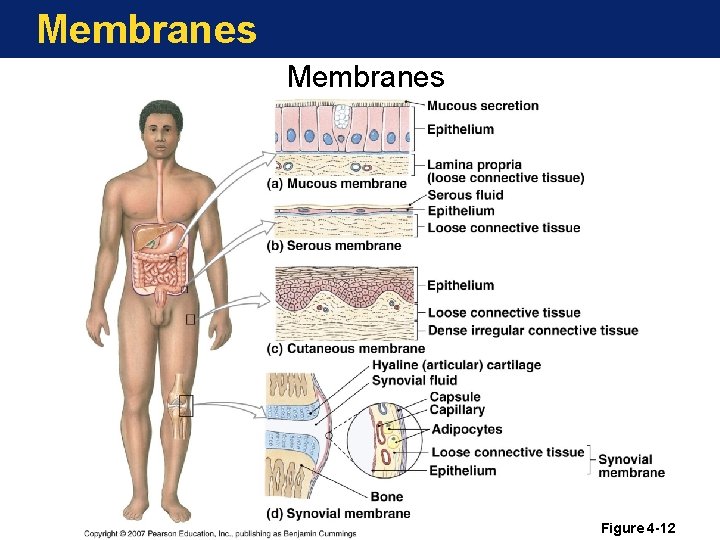 Membranes Figure 4 -12 