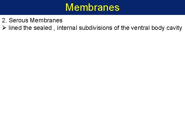 Membranes 2. Serous Membranes Ø lined the sealed , internal subdivisions of the ventral