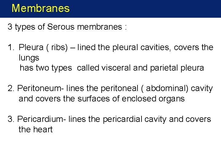 Membranes 3 types of Serous membranes : 1. Pleura ( ribs) – lined the