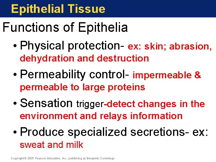 Epithelial Tissue Functions of Epithelia • Physical protection- ex: skin; abrasion, dehydration and destruction