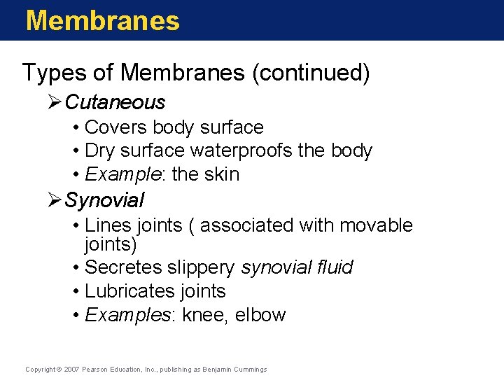 Membranes Types of Membranes (continued) ØCutaneous • Covers body surface • Dry surface waterproofs