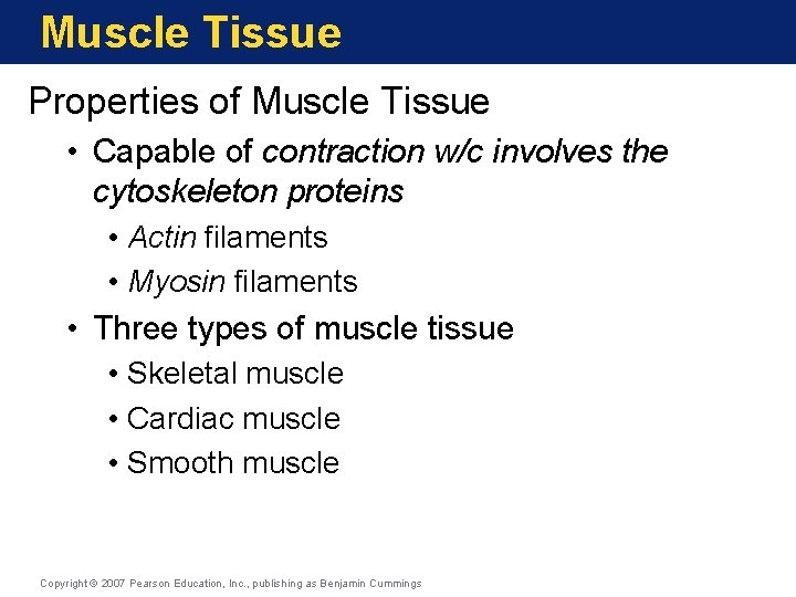 Muscle Tissue Properties of Muscle Tissue • Capable of contraction w/c involves the cytoskeleton