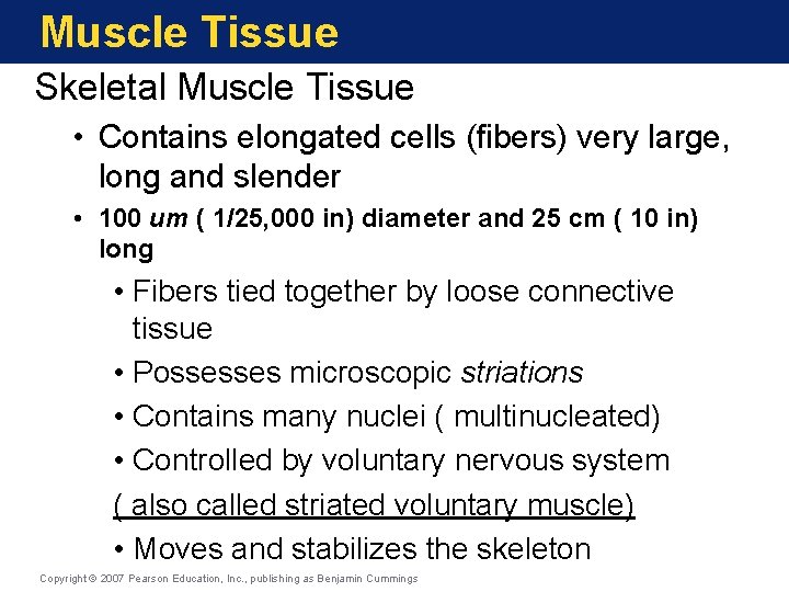 Muscle Tissue Skeletal Muscle Tissue • Contains elongated cells (fibers) very large, long and