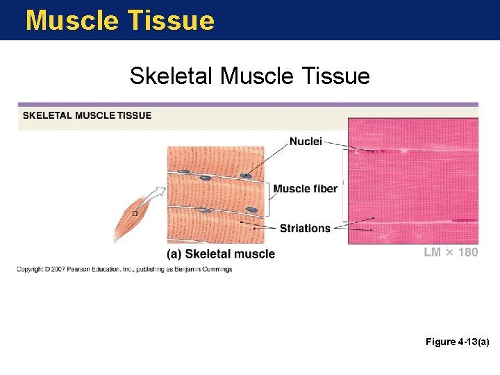 Muscle Tissue Skeletal Muscle Tissue Figure 4 -13(a) 