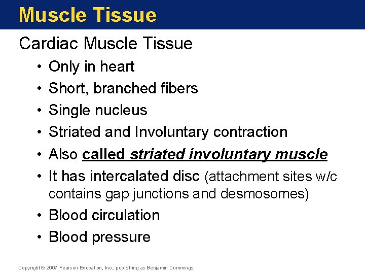 Muscle Tissue Cardiac Muscle Tissue • • • Only in heart Short, branched fibers