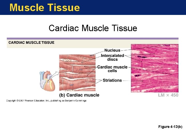 Muscle Tissue Cardiac Muscle Tissue Figure 4 -13(b) 