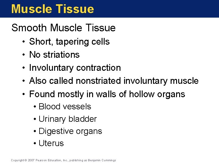 Muscle Tissue Smooth Muscle Tissue • • • Short, tapering cells No striations Involuntary