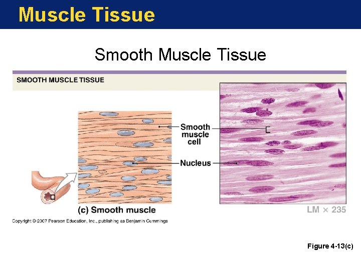 Muscle Tissue Smooth Muscle Tissue Figure 4 -13(c) 
