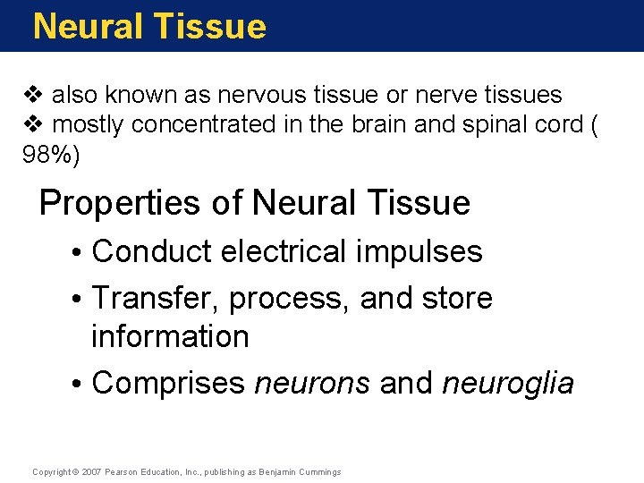 Neural Tissue v also known as nervous tissue or nerve tissues v mostly concentrated