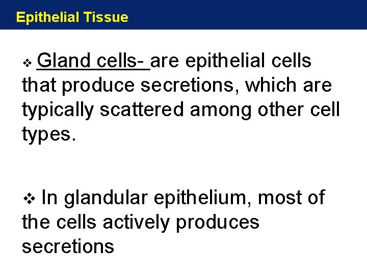 Epithelial Tissue Gland cells- are epithelial cells that produce secretions, which are typically scattered