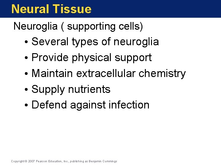Neural Tissue Neuroglia ( supporting cells) • Several types of neuroglia • Provide physical