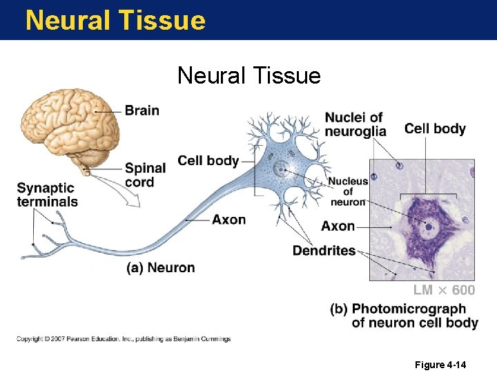 Neural Tissue Figure 4 -14 