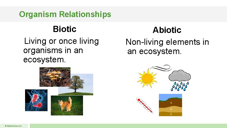 Organism Relationships Biotic Living or once living organisms in an ecosystem. © Kesler. Science.