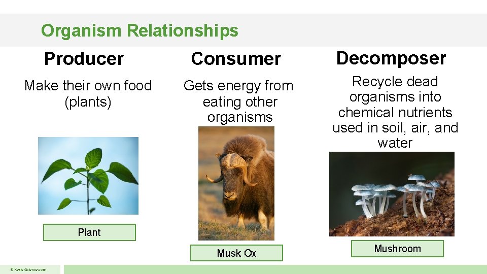 Organism Relationships Producer Consumer Decomposer Make their own food (plants) Gets energy from eating