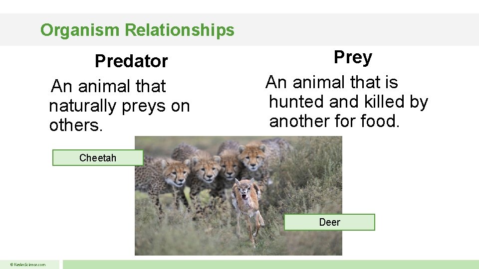 Organism Relationships Predator An animal that naturally preys on others. Prey An animal that