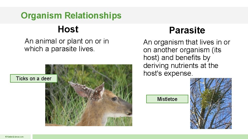 Organism Relationships Host Parasite An animal or plant on or in which a parasite