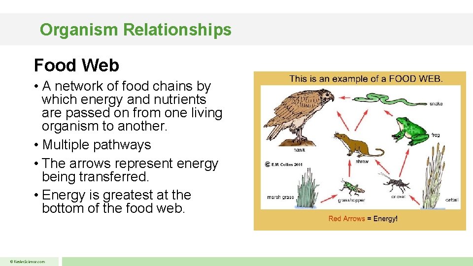 Organism Relationships Food Web • A network of food chains by which energy and
