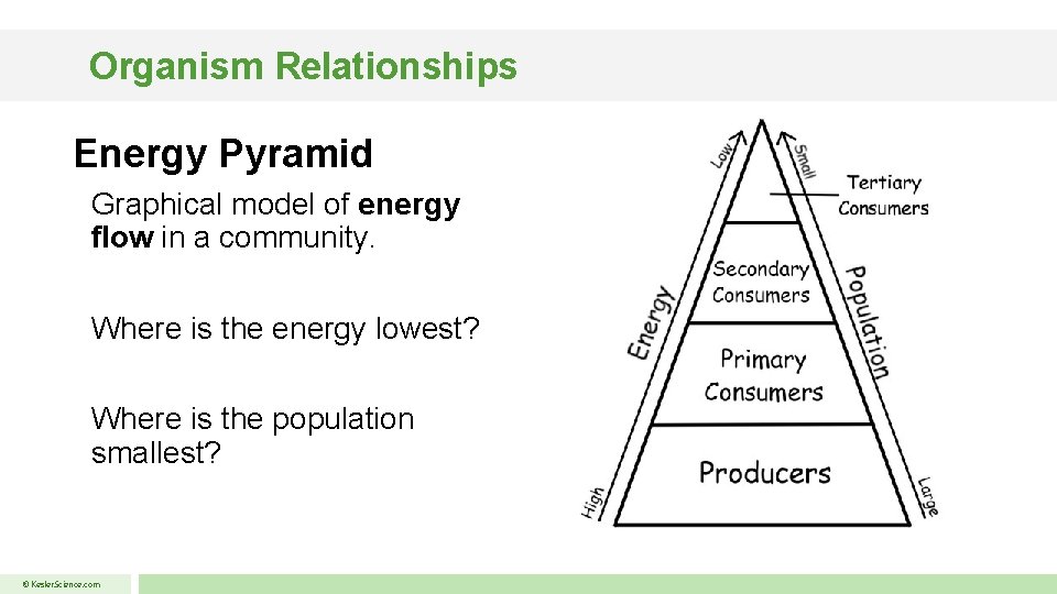 Organism Relationships Energy Pyramid Graphical model of energy flow in a community. Where is